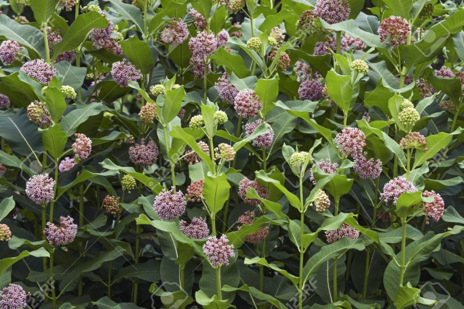 Ваточник сирийский (Asclepias syriaca)