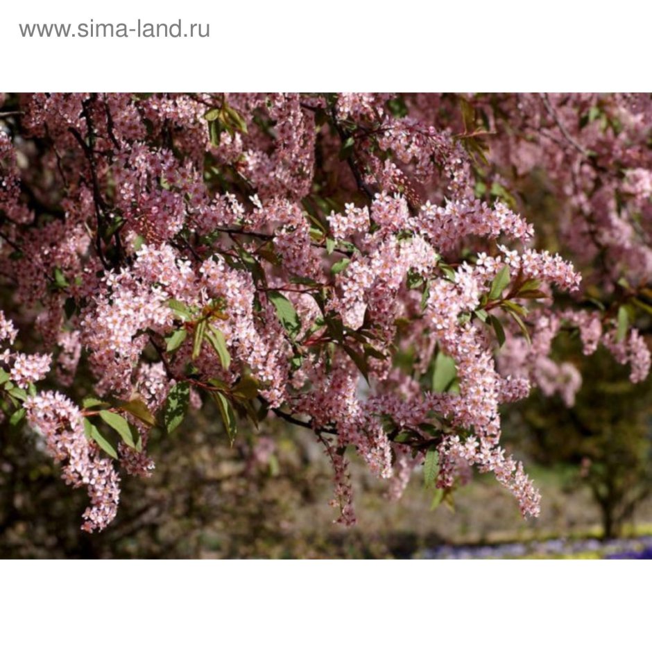 Черемуха виргинская Prunus virginiana