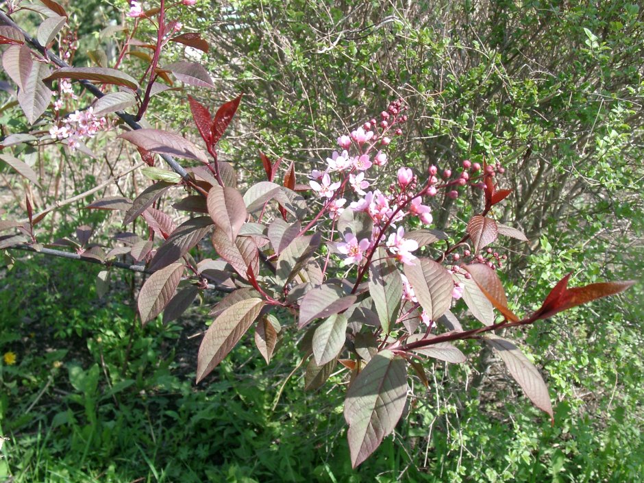 Черемуха виргинская Prunus Padus “Shubert”