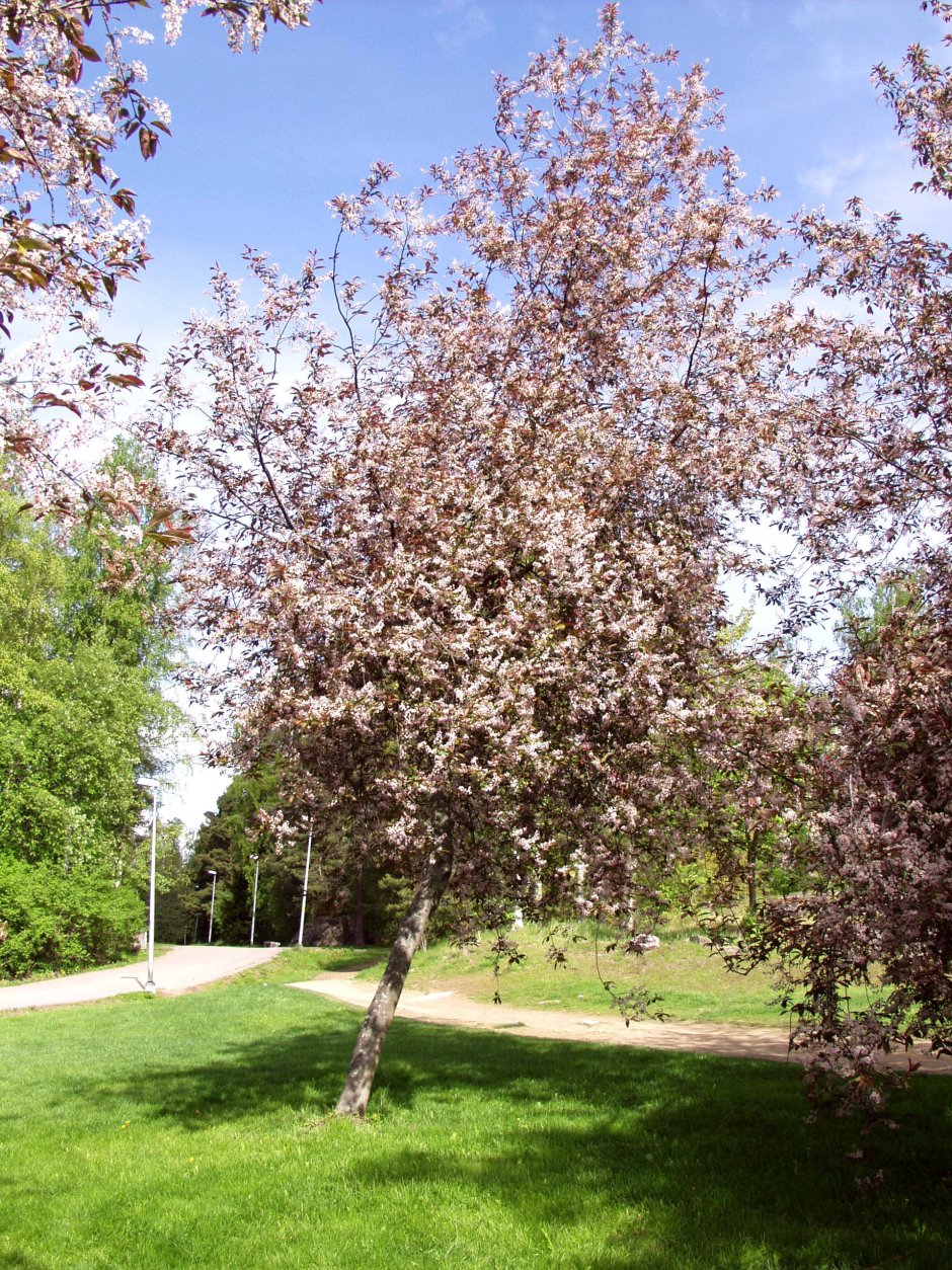 Черемуха Prunus Padus
