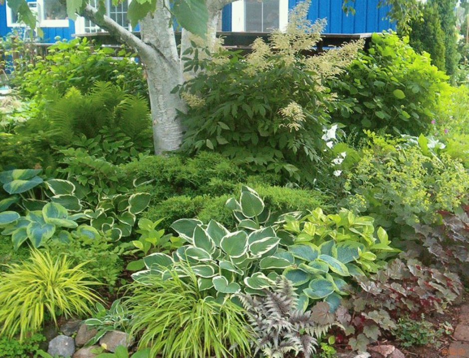 Купена и папоротник