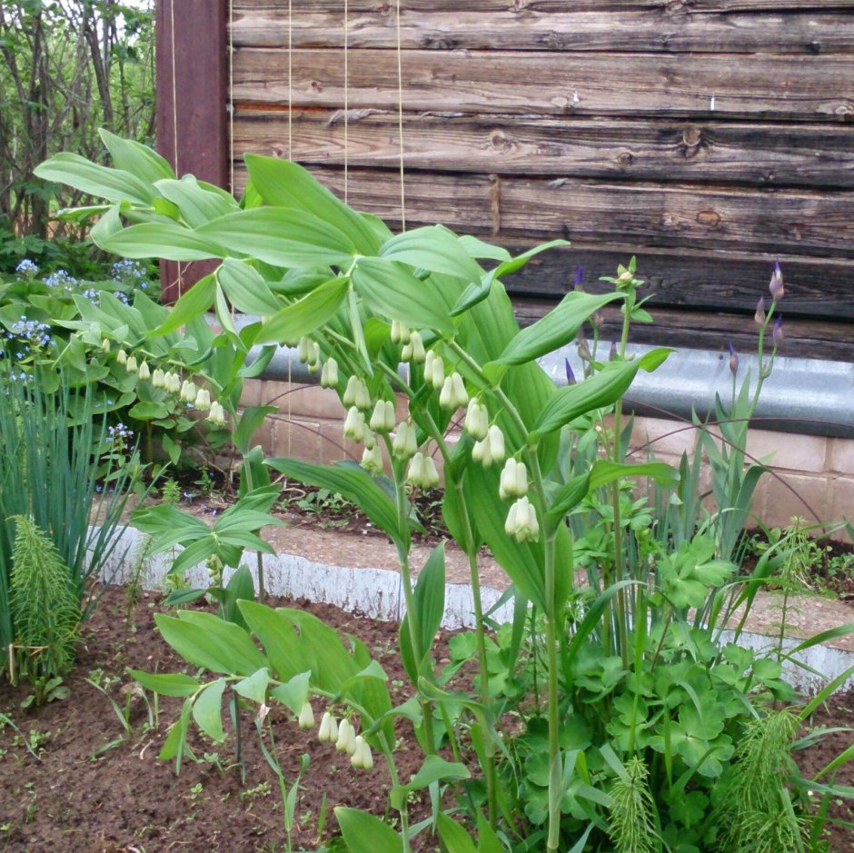Купена Вариегата