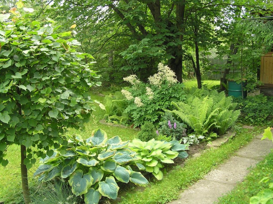 Купена и папоротник