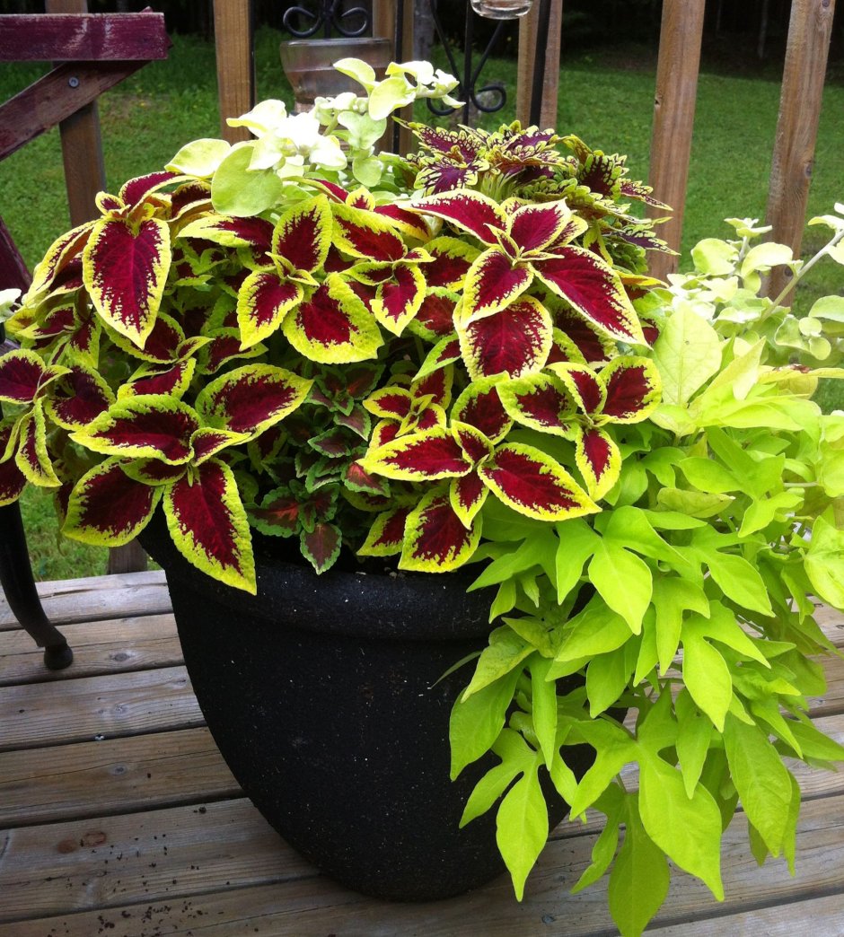 Колеус Red Croton
