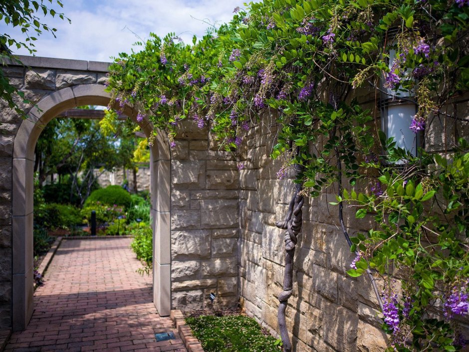 Греция дворик цветник виноградник