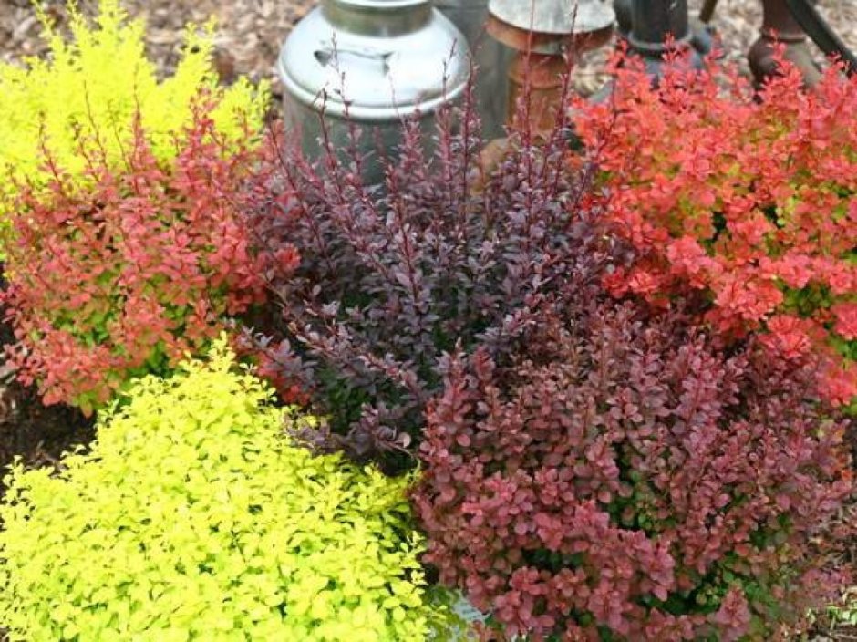 Барбарис Тунберга Berberis thunbergii Atropurpurea p9