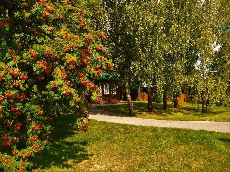 Рябина промежуточная (шведская) (Sorbus Intermedia)