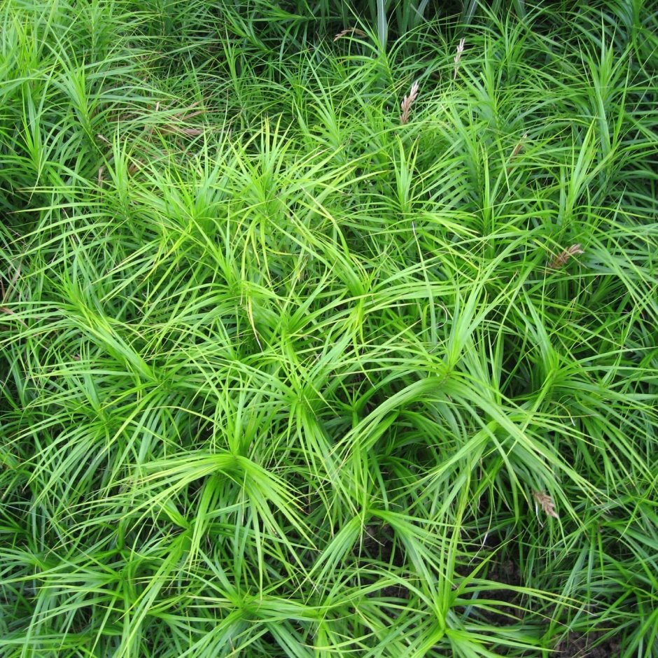 Осока Carex muskingumensis