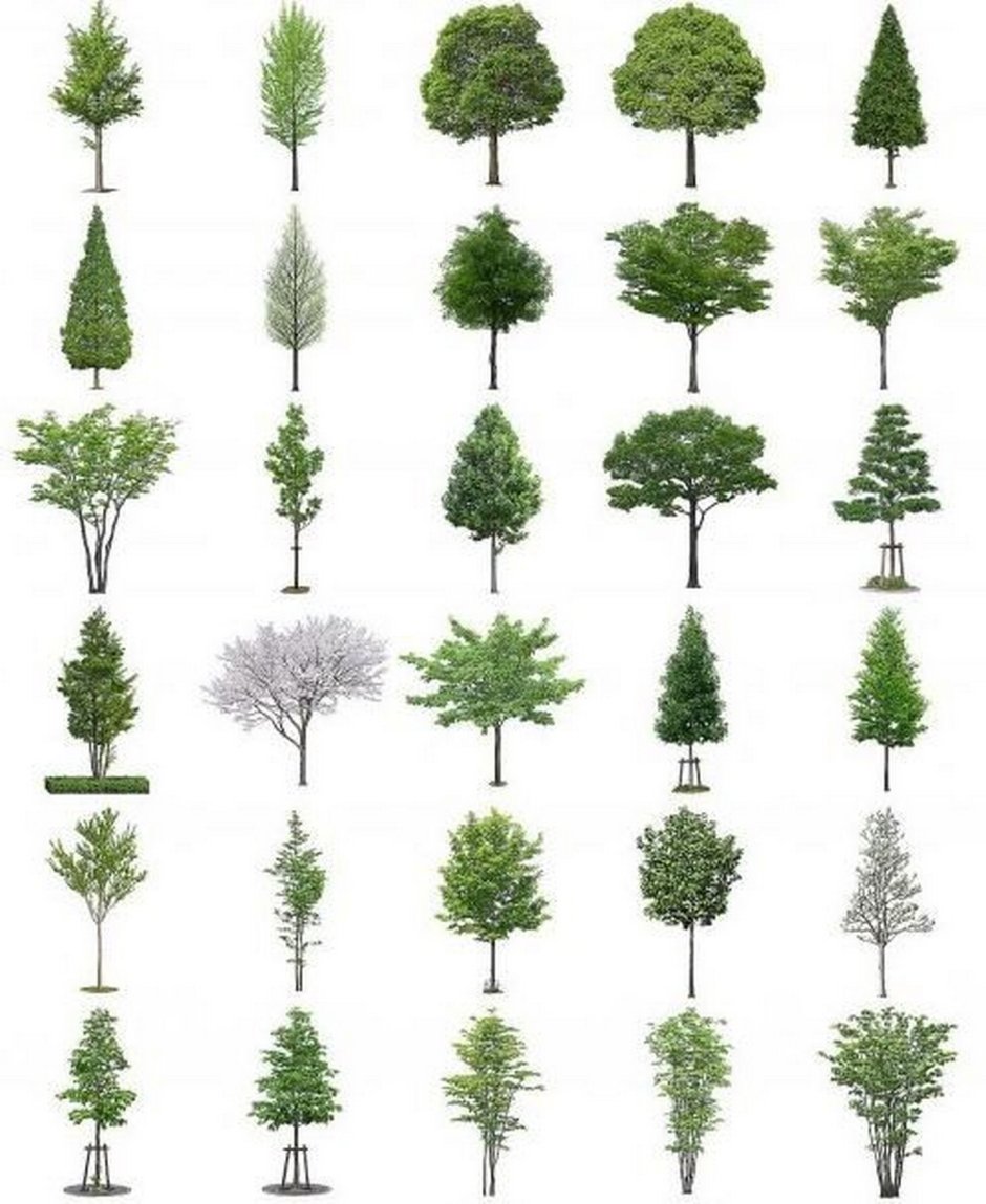 Пиктограммы деревьев и кустарников