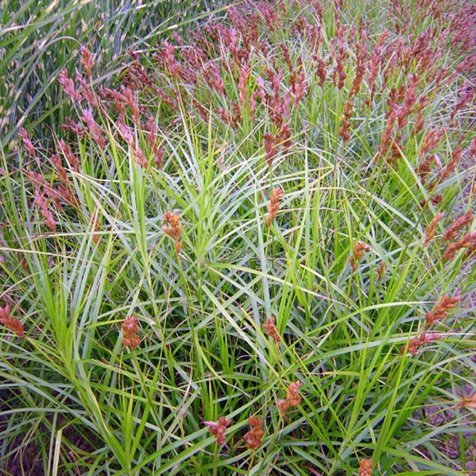 Осока пальмолистная Carex muskingumensis