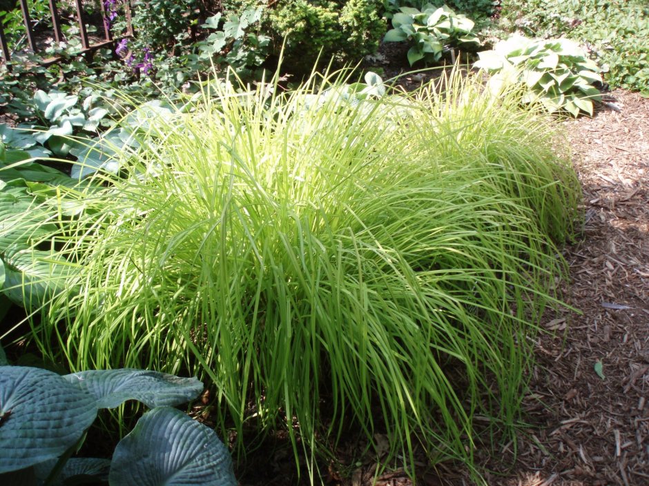 Осока Крылатая (Carex elata )