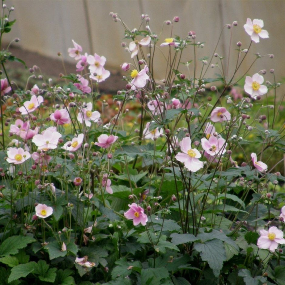Анемона Anemone hupehensis little Princess