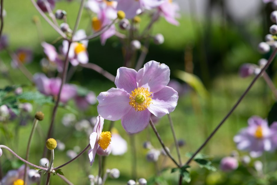 Анемона японская (Anemone japonica)