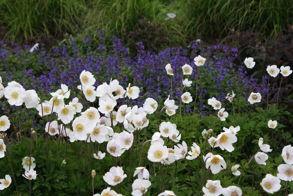 Анемона японская (a. japonica)