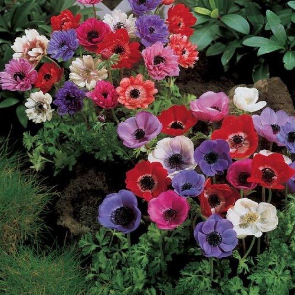 Anemone speciosa