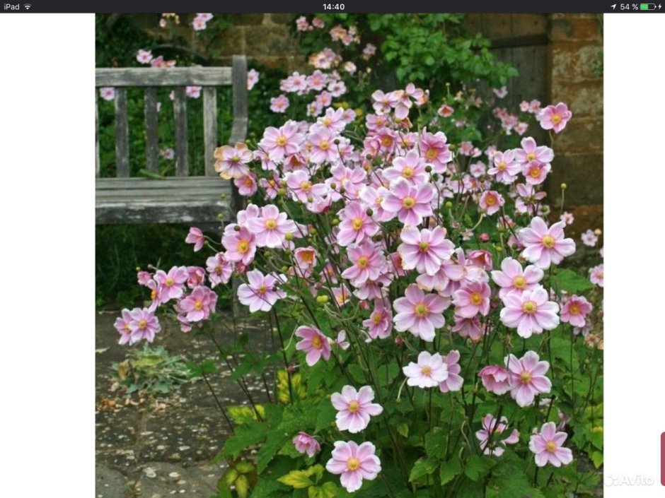 Анемона войлочная (Anemone tomentosa Robustissima