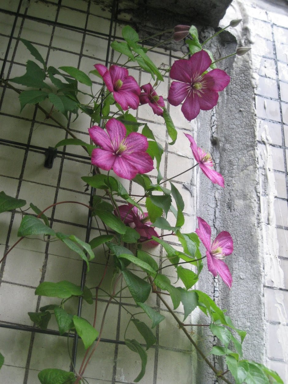 Лозинка клематисы