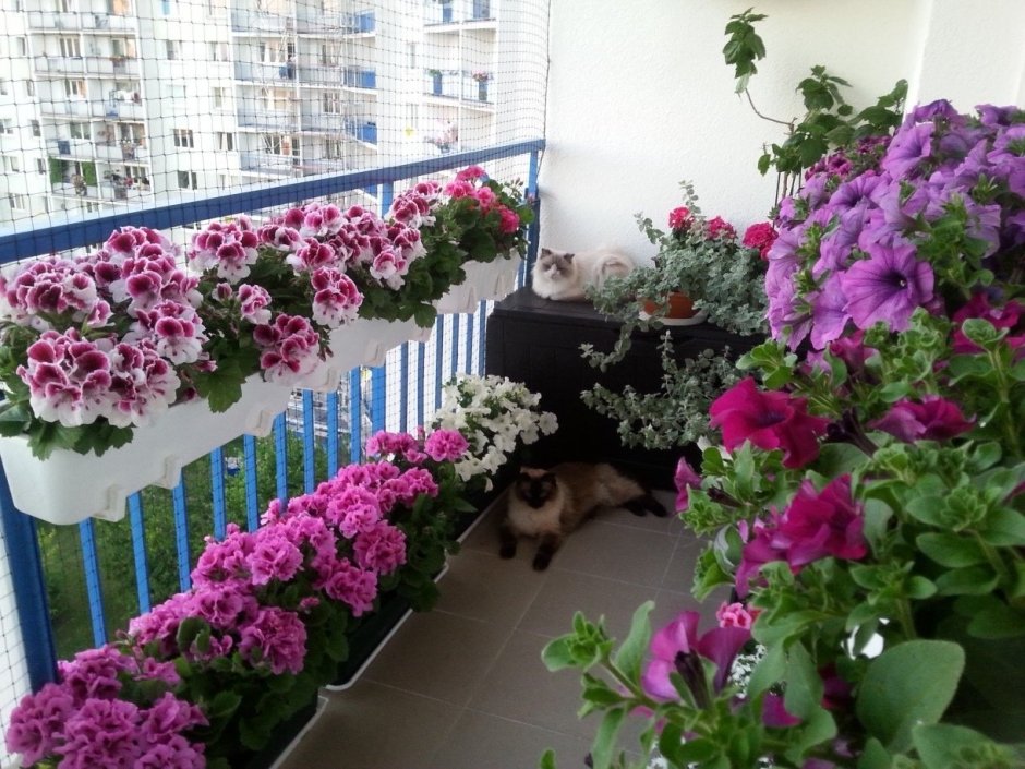 Клематис водопад