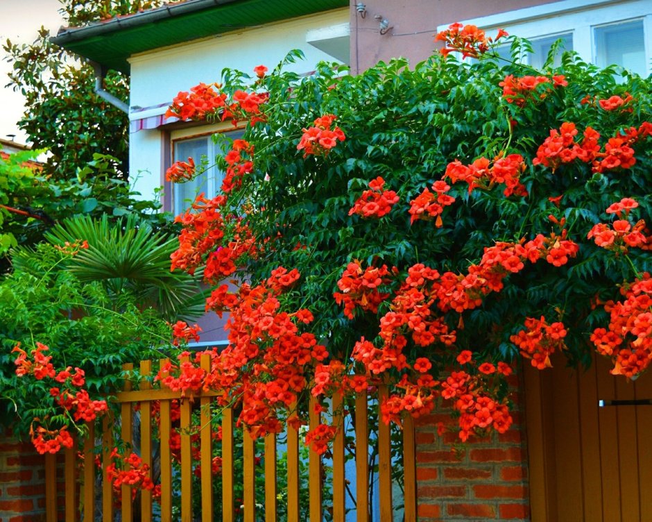 Кампсис укореняющийся Campsis radicans