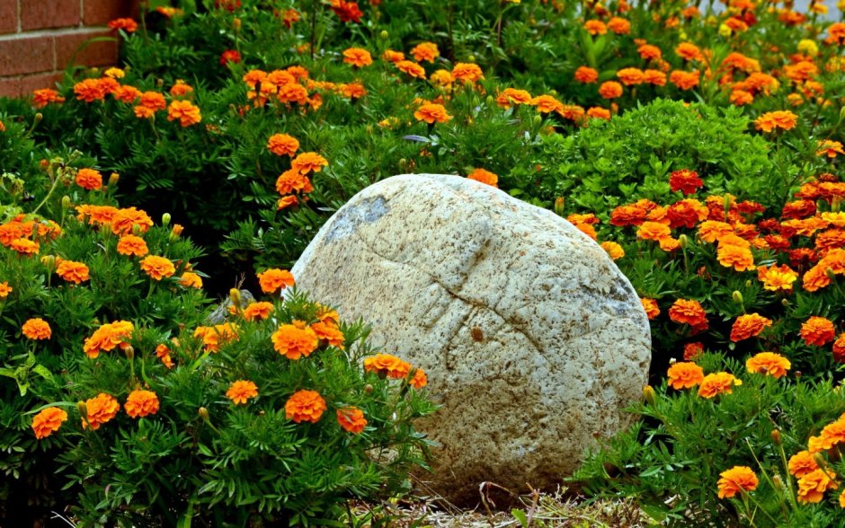 Цветы бархатцы оранжевый САМОЦВЕТ