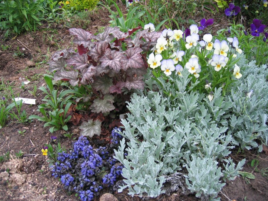 Полынь Шмидта Artemisia schmidtiana