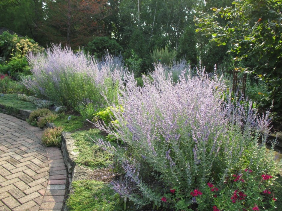 Перовския лебедолистная atriplicifolia