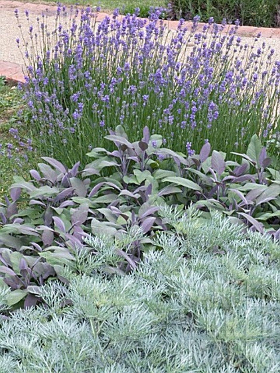 Полынь пурша (Artemisia purshiana)