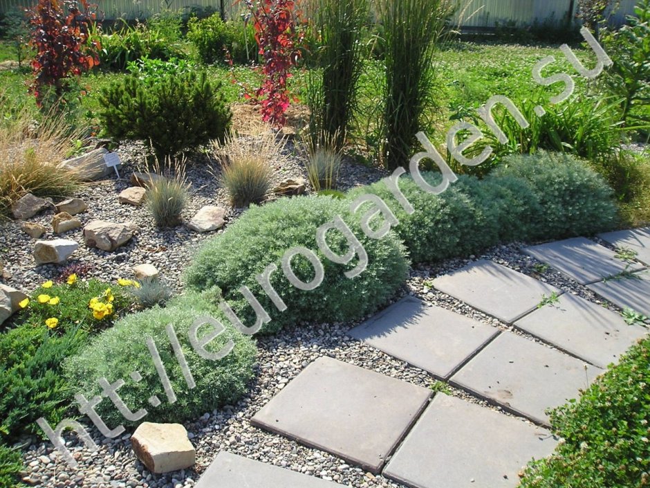 Перовския Perovskia atriplicifolia "Rocketman"