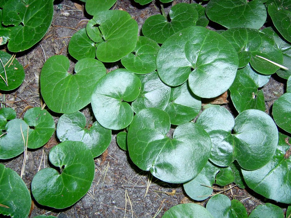 Копытень хвостатый (Asarum caudatum