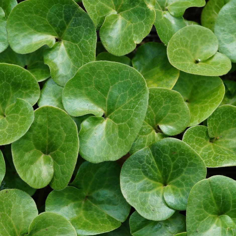 1. Копытень Европейский Asarum europaeum