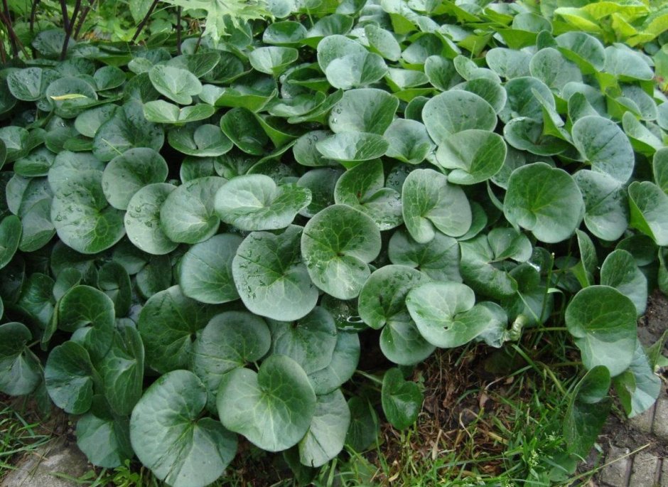 Asarum europaeum l. копытень Европейский
