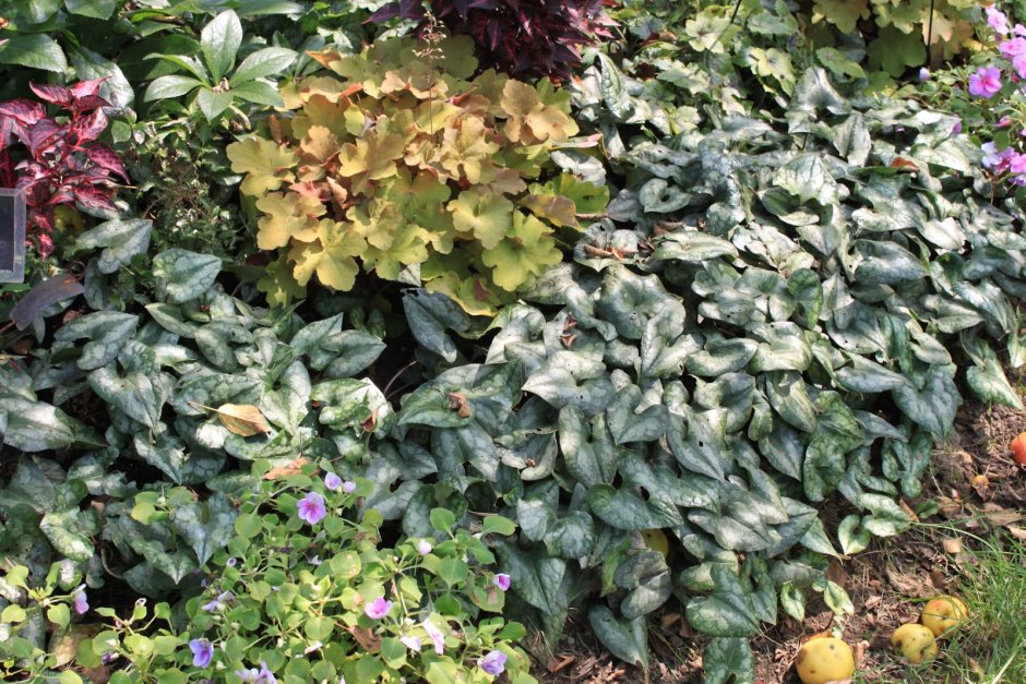 Копытень Asarum splendens