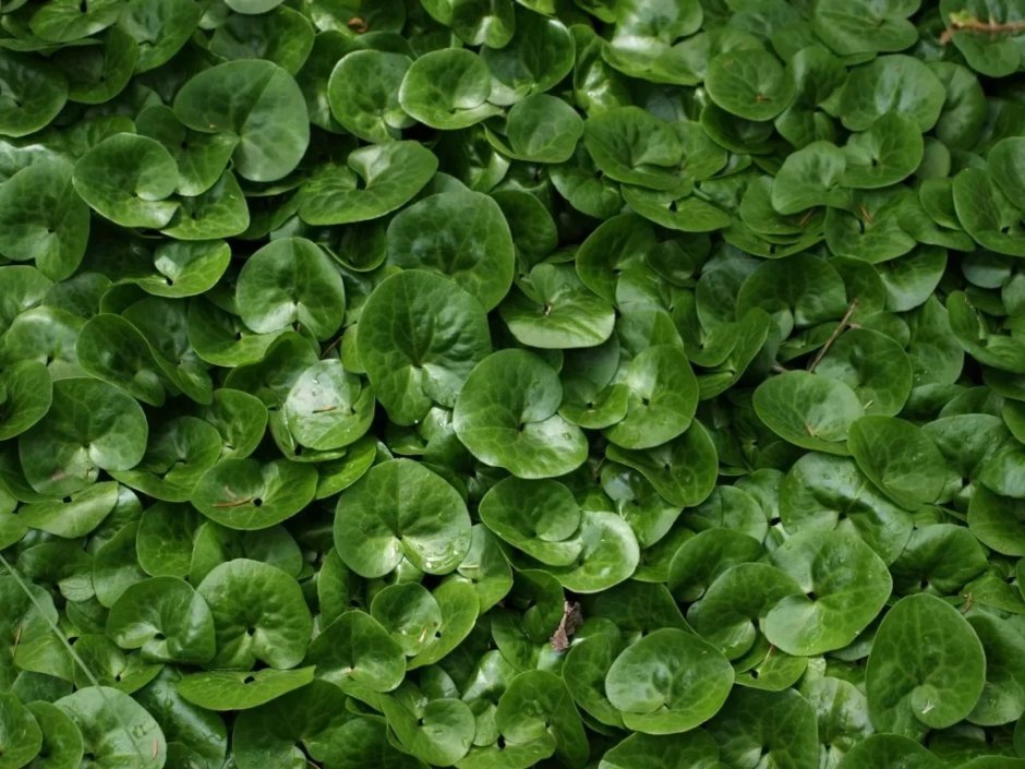 Копытень Европейский Asarum europaeum