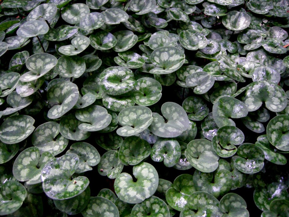 Копытень Европейский Asarum europaeum