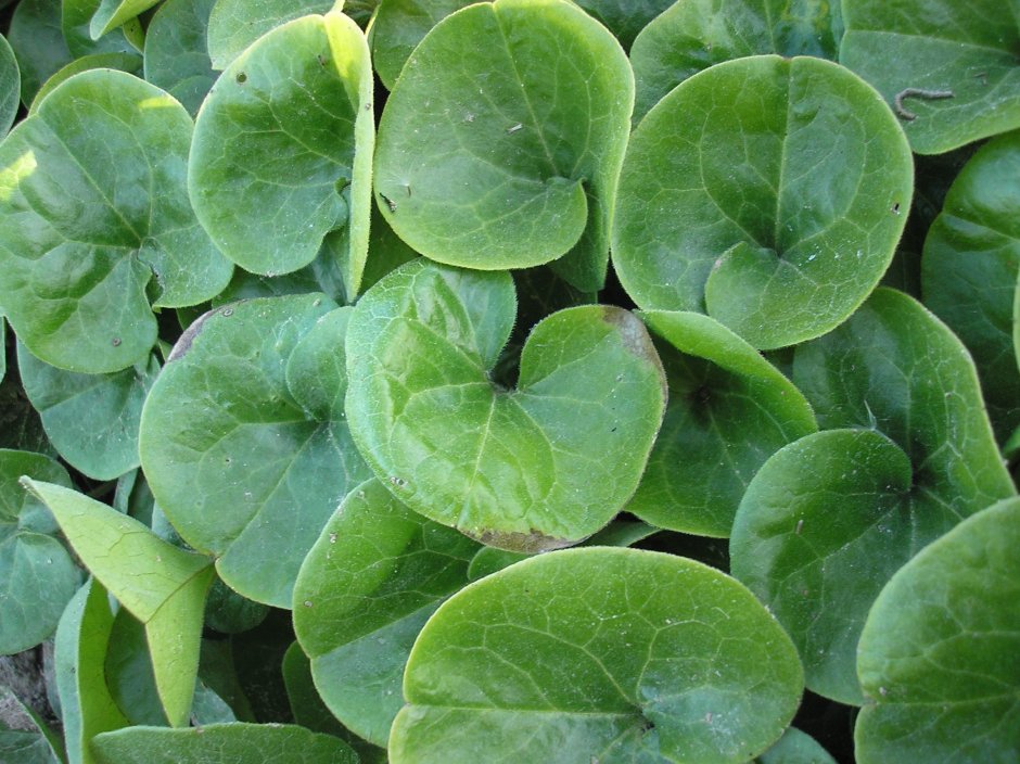 Копытень Европейский Asarum europaeum