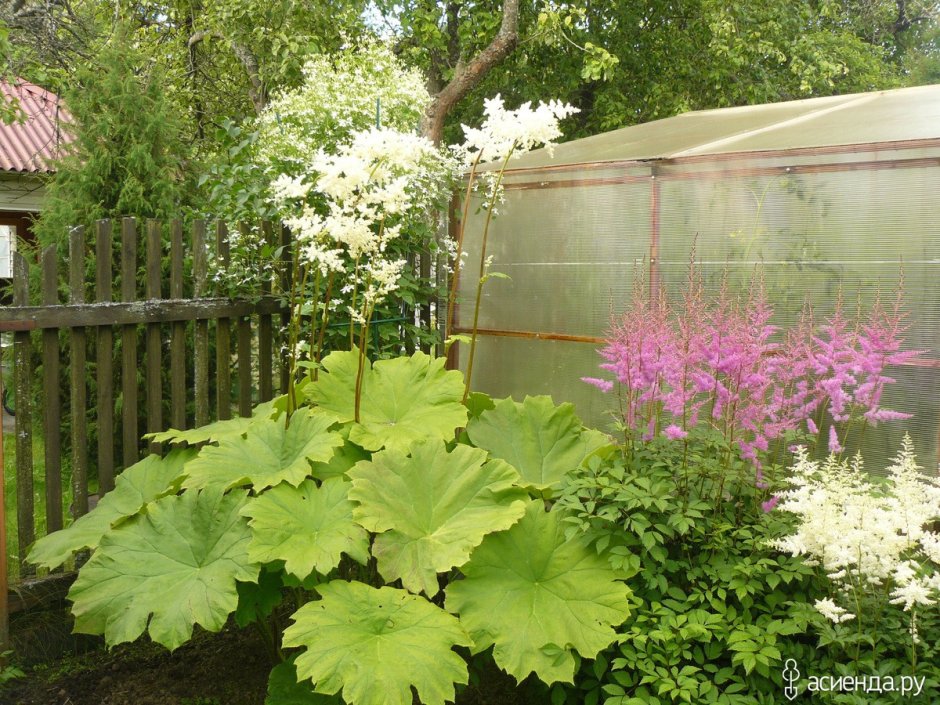 Астильбоидес пластинчатый (astilboides tabularis)