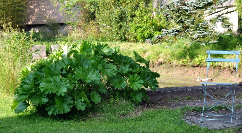 Астильбоидес пластинчатый (astilboides tabularis)