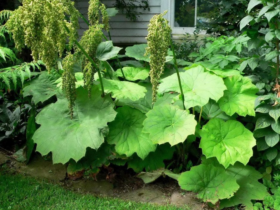 Дармера щитовидная (Darmera peltata)