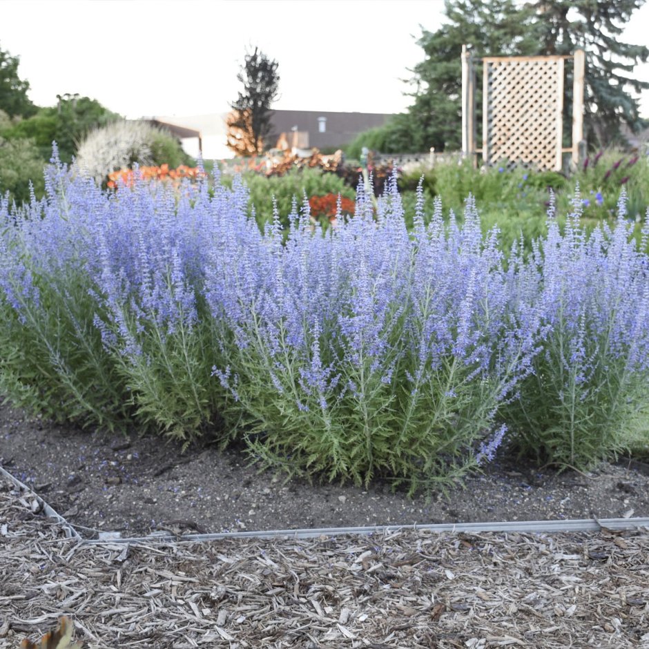 Перовския (Perovskia atriplicifolia)