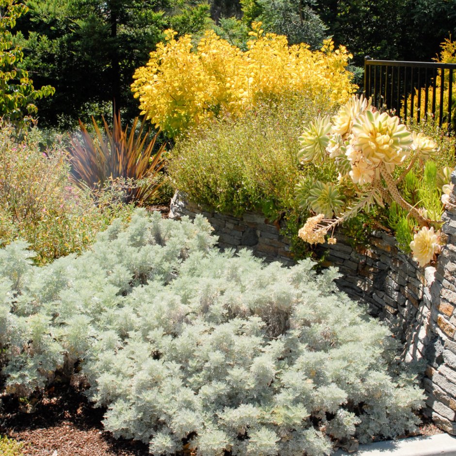 Полынь Шмидта Artemisia schmidtiana