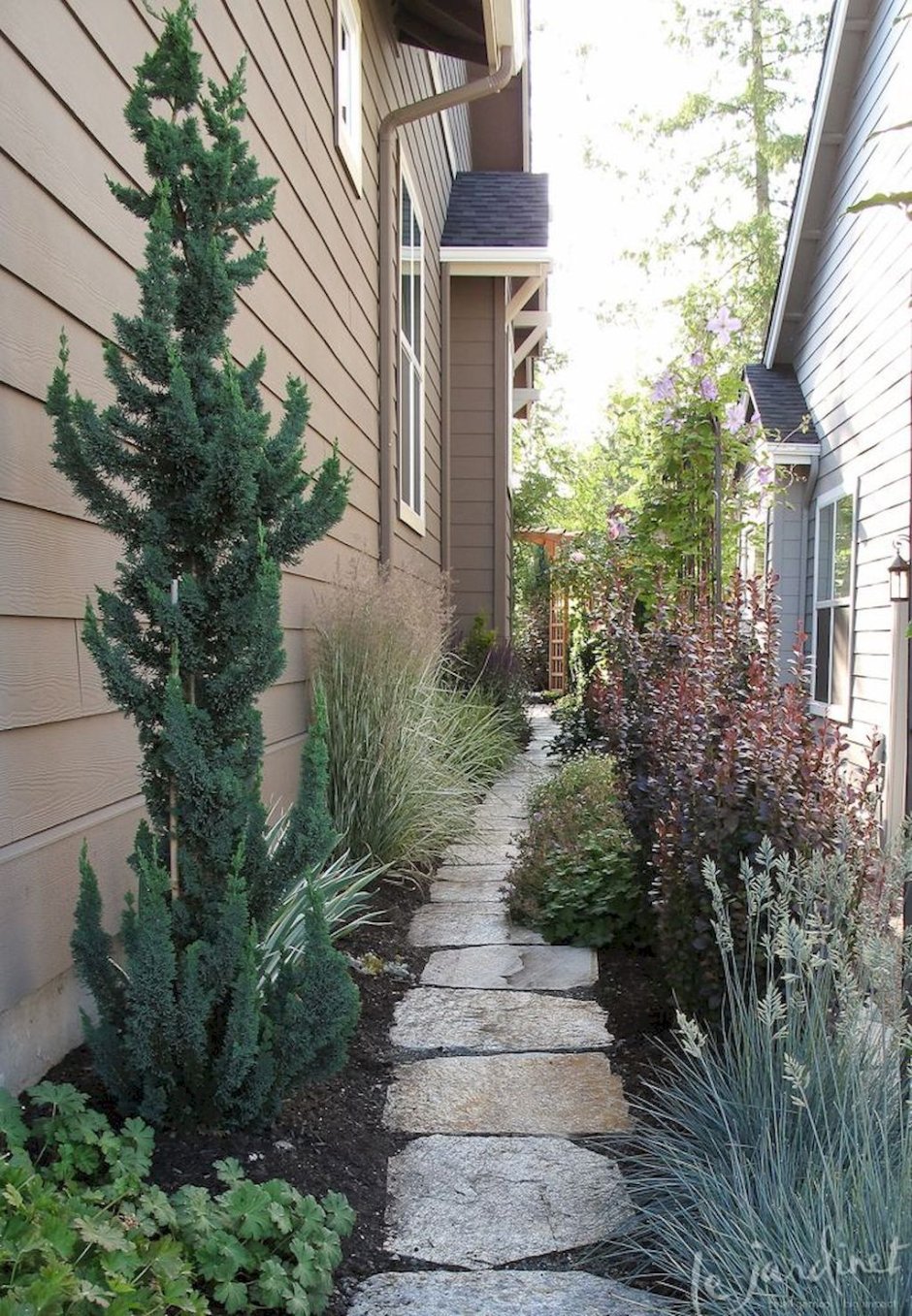 Кипарисовик Лавсона Wissel's Saguaro