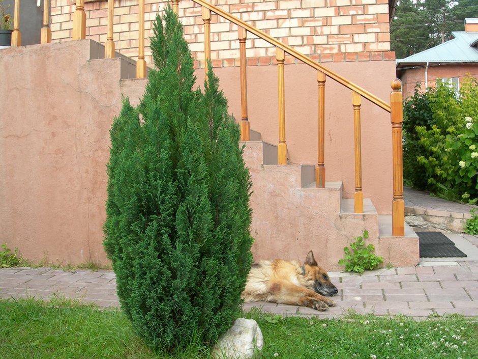 Кипарисовик Лавсона Ивонне