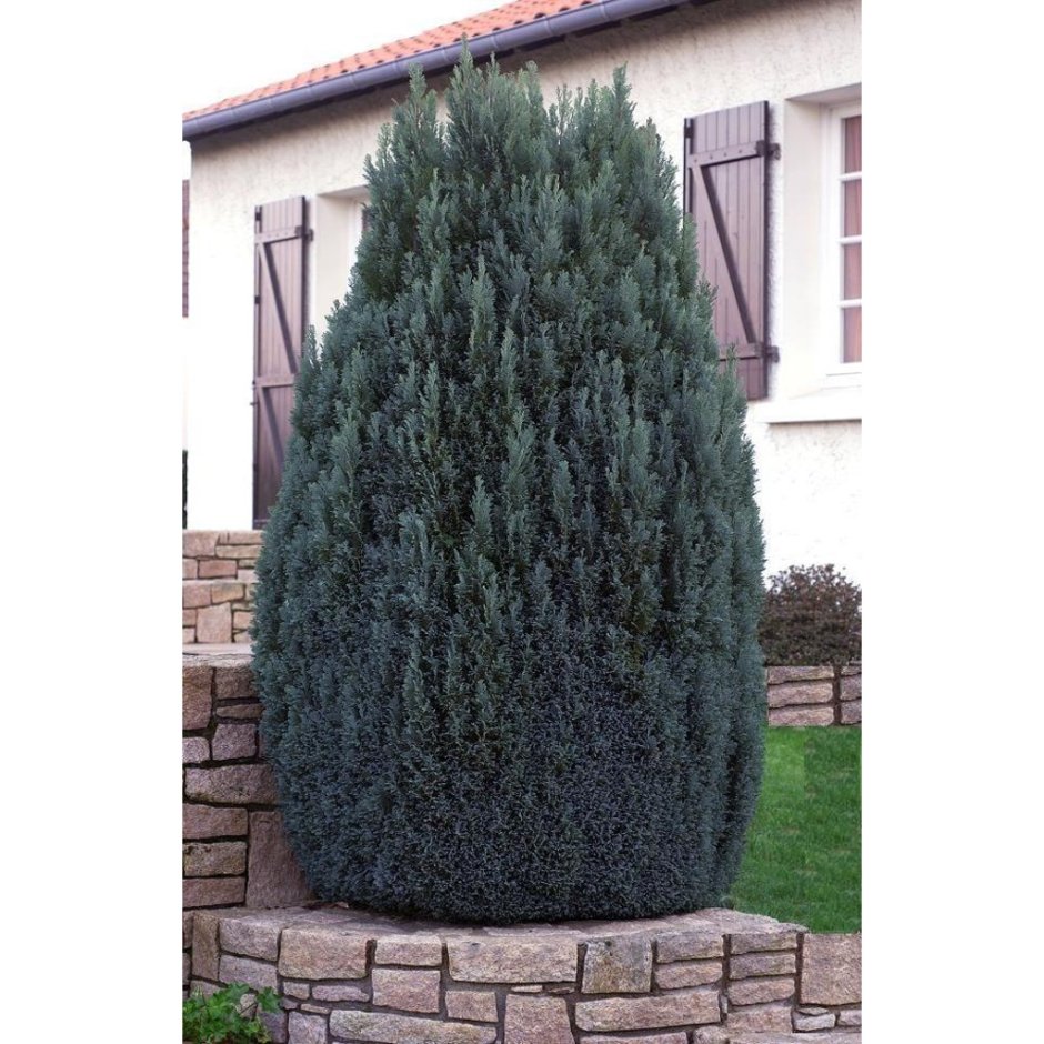 Кипарис калифорнийский