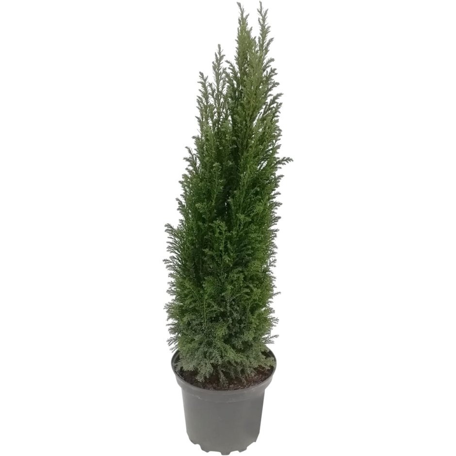 Кипарисовик Лавсона columnaris