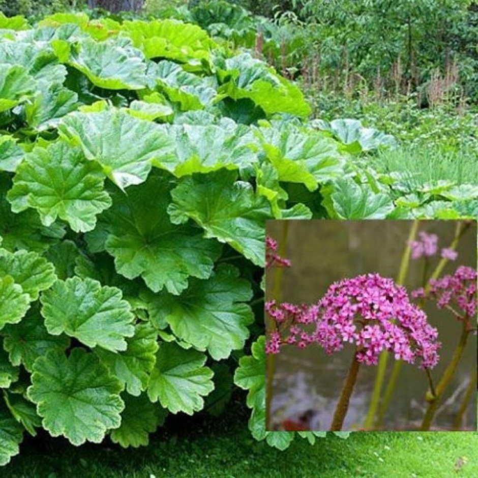 Астильбоидес пластинчатый (astilboides tabularis)