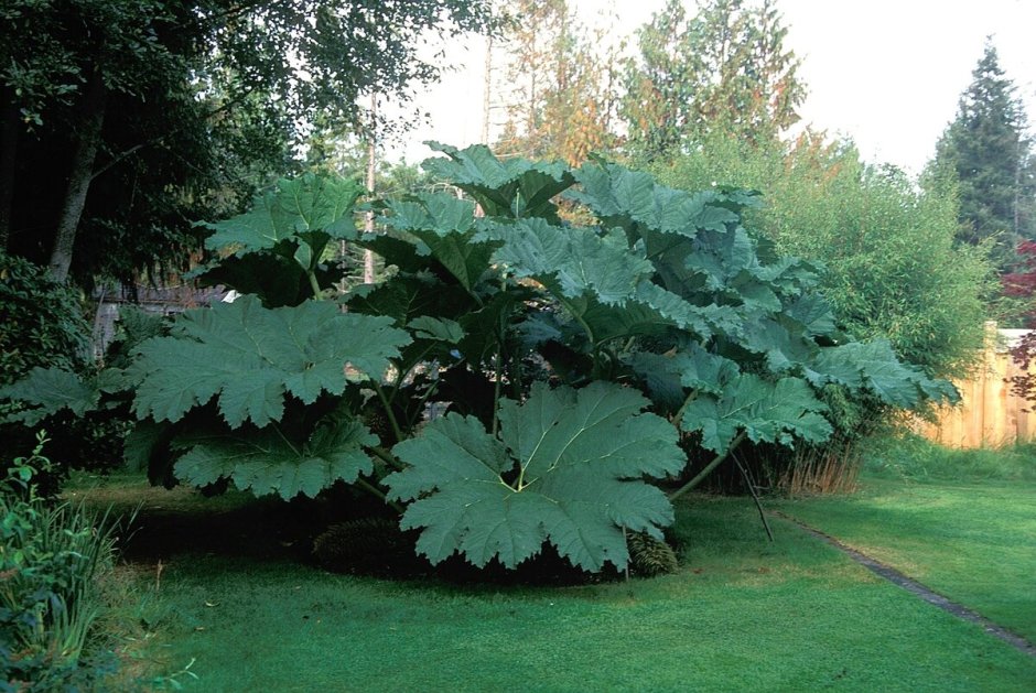 Дармера щитовидная (Darmera peltata)
