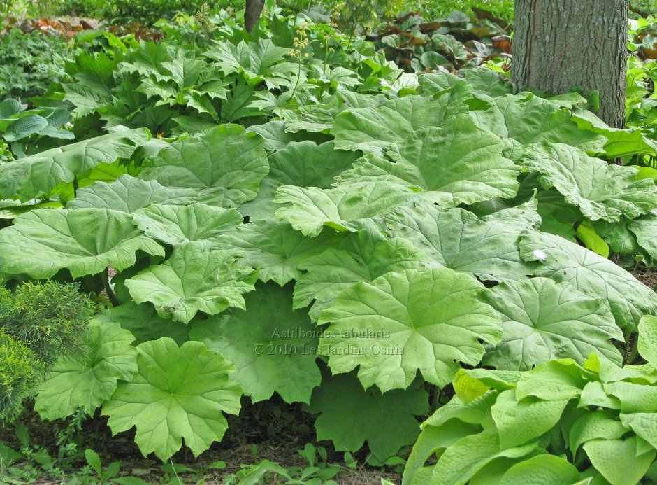 Астильбоидес пластинчатый (astilboides tabularis)