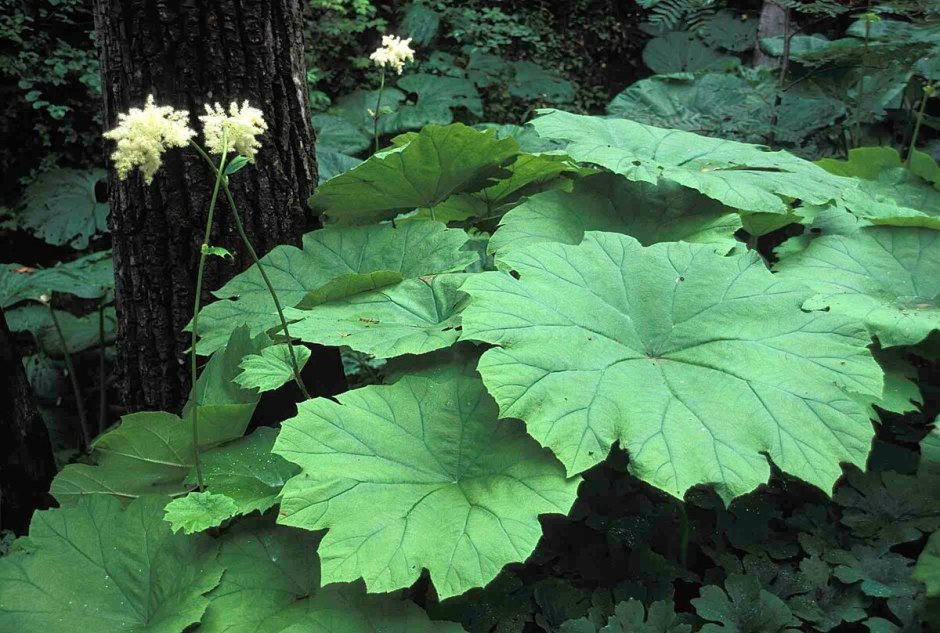 Дармера щитовидная (Darmera peltata)