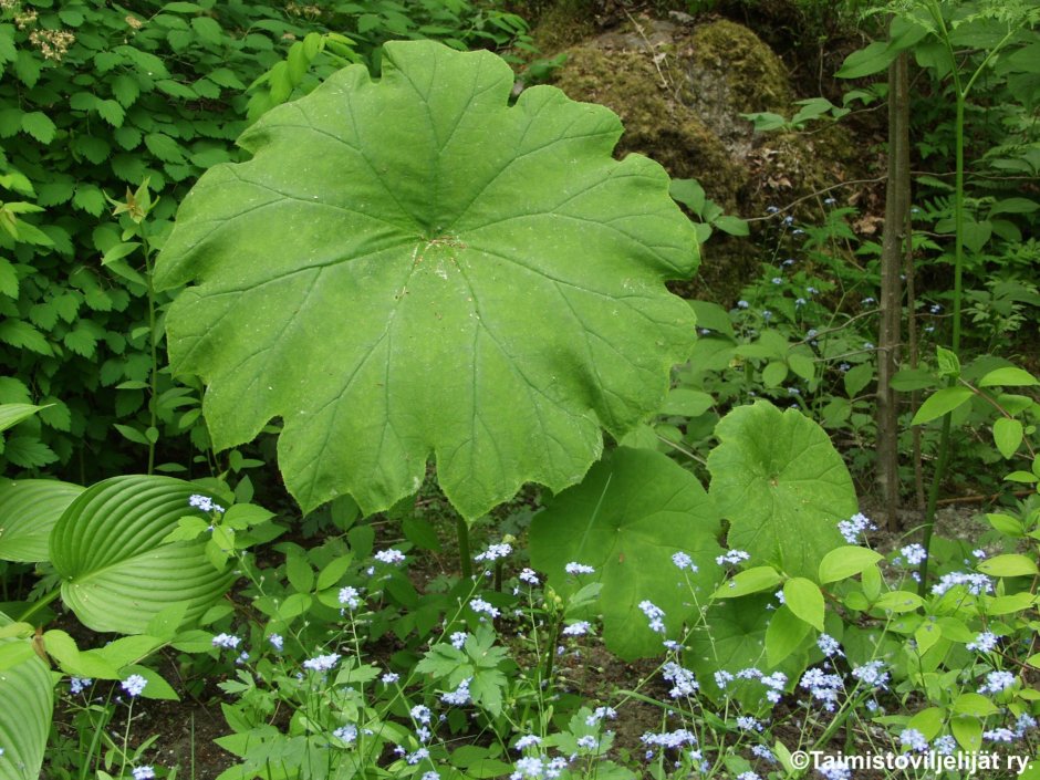 Дармера щитовидная (Darmera peltata)