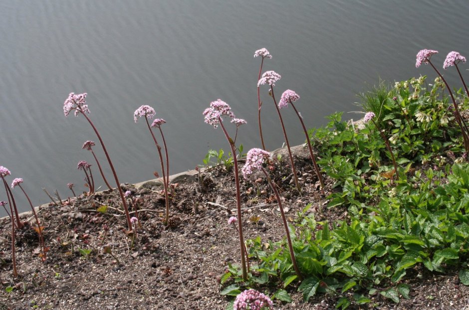 Дармера щитовидная (Darmera peltata)